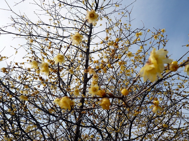 راهنمای نگهداری و پرورش گل و گیاهان زینتی - گل یخ